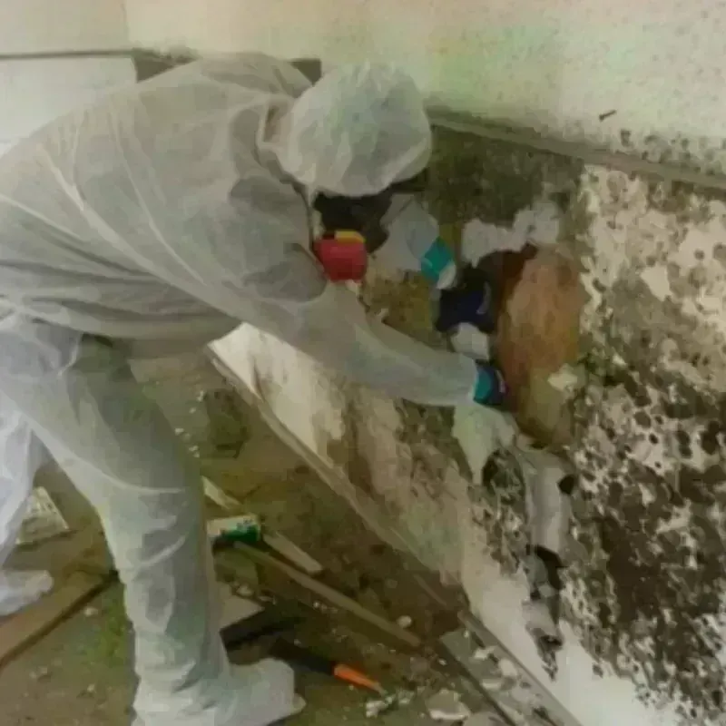 Mold Remediation and Removal in Versailles, IN